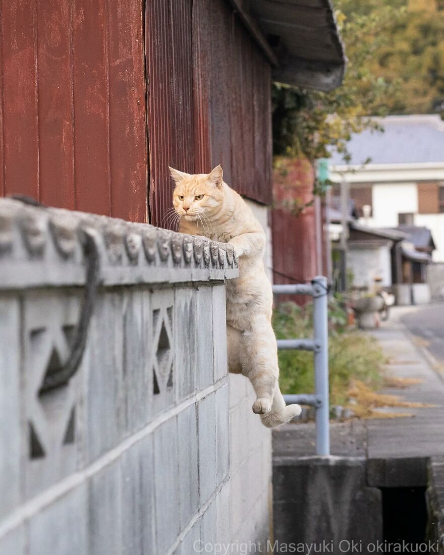 Orange cat captured by Masayuki Oki leaping off a concrete wall in a picturesque alley.