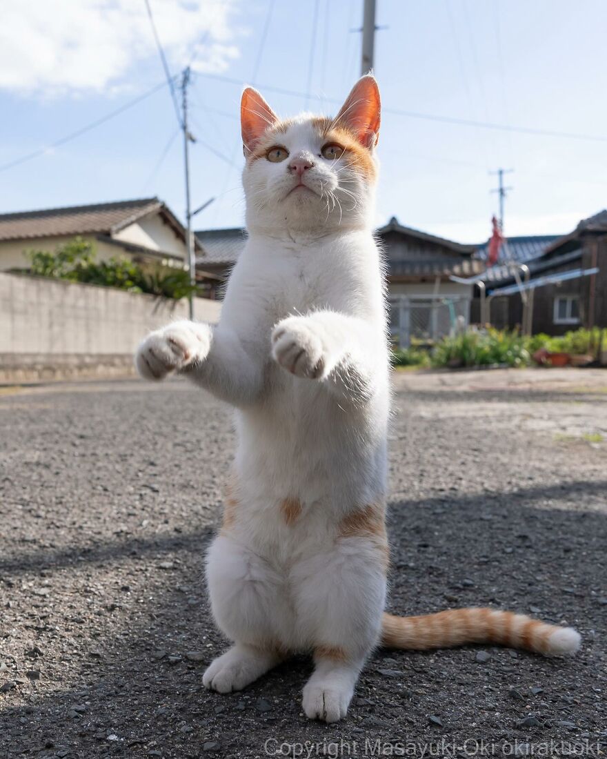 A cat standing on hind legs, captured by Masayuki Oki, in a sunny street setting.