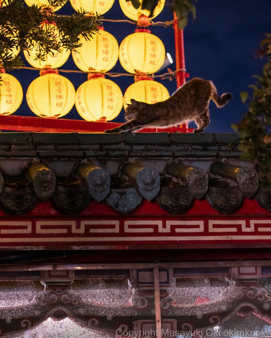 Cat gracefully stretching on a rooftop with glowing lanterns in the background, photographed by Masayuki Oki.