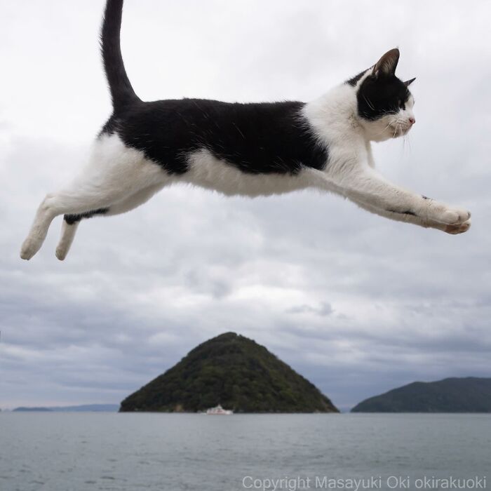 Documenting The Lives Of Tokyo’s Stray Cats: 41 New Photos From Masayuki Oki