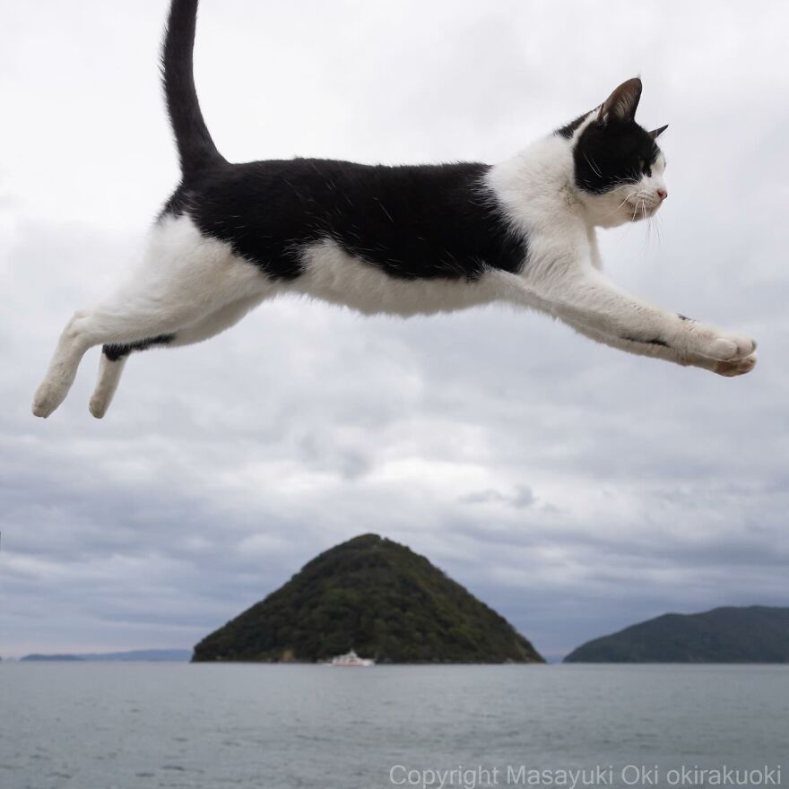 Black and white cat mid-leap over ocean, captured by Masayuki Oki.