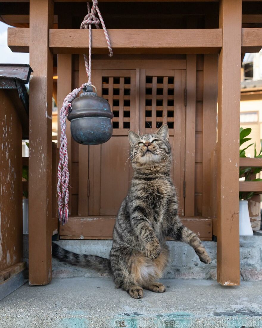 Playful cat photo by Masayuki Oki, showing a tabby cat standing near a wooden structure with a hanging bell.