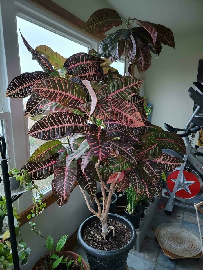 Wanted To Share This 60+ Year Old Croton That My Dad Inherited From His Parents