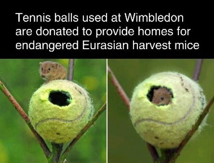 Tennis ball repurposed as a home for a Eurasian harvest mouse, illustrating interesting facts and curiosities.