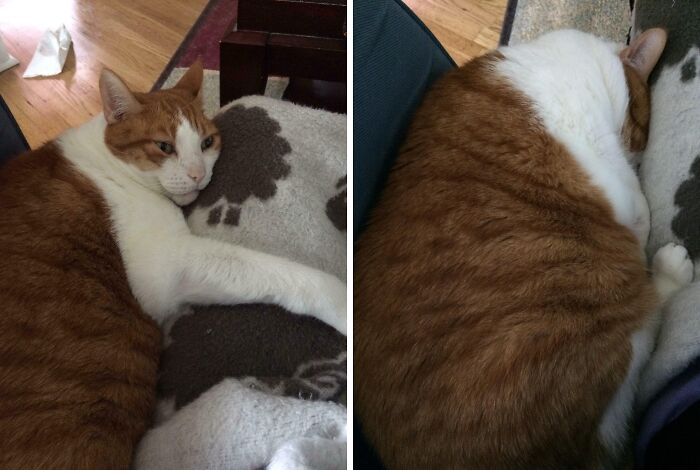 Orange and white cat lying on a patterned blanket, part of a coolest inheritance collection.