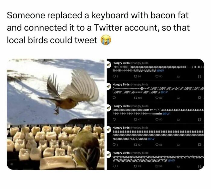 Bird humor meme showing tweets posted by birds using a bacon fat keyboard.