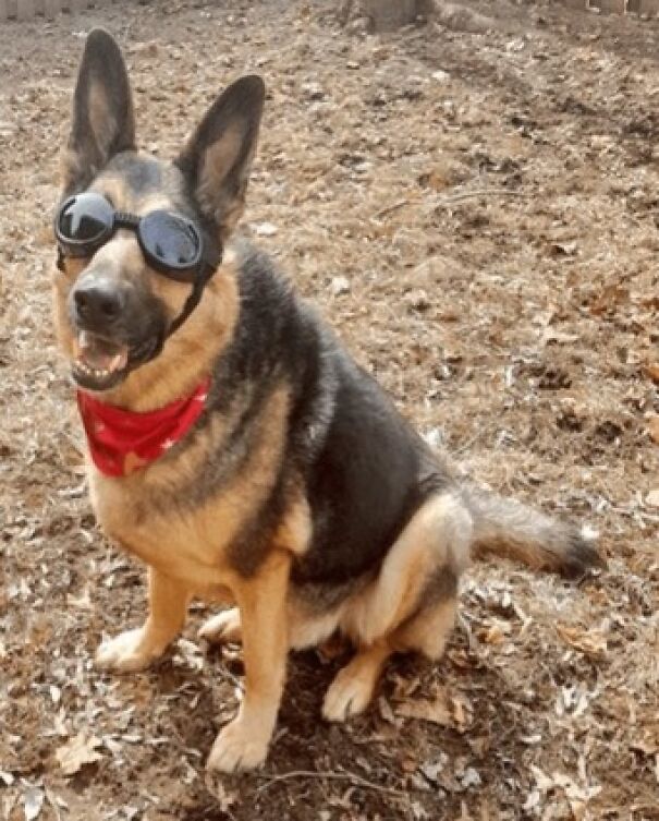 Dog wearing goggles and a red bandana, sitting outdoors.