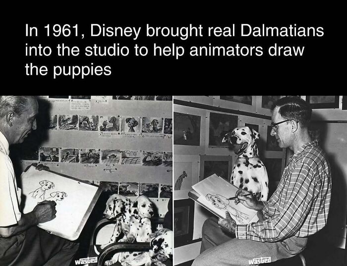 Disney animators using real Dalmatians for drawing reference in 1961 studio.