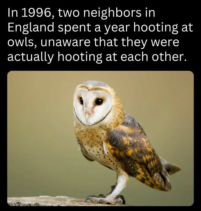 Barn owl perched on a branch, relating to interesting facts about neighbors hooting in England.