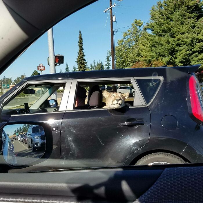 A car with a lifelike cougar head out the window, an interesting sight on the road.