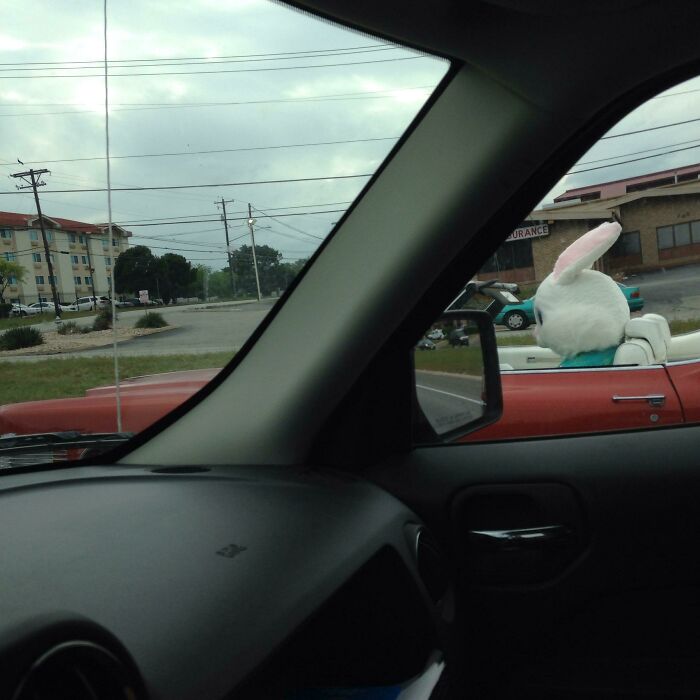 Giant rabbit costume driving a convertible spotted on the road, showcasing interesting things on the road.