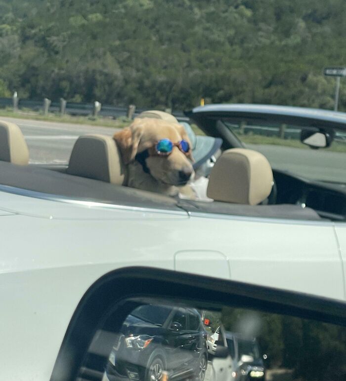 Dog wearing sunglasses in a convertible, captured from a moving car on the road.