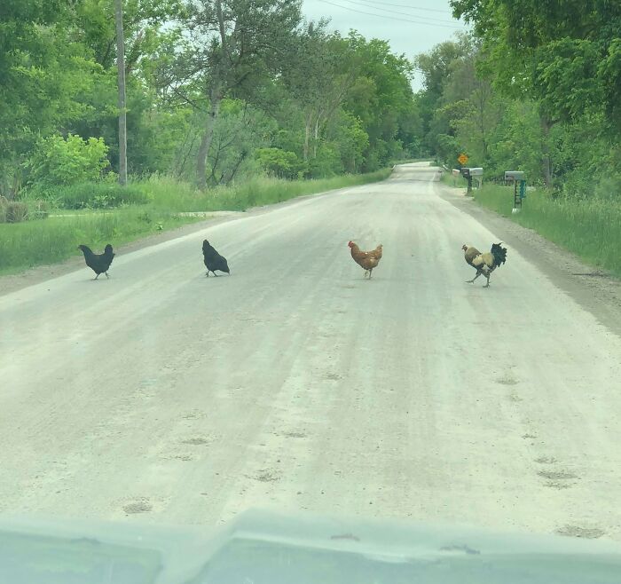 Chickens crossing a rural road, creating interesting sights on the road.