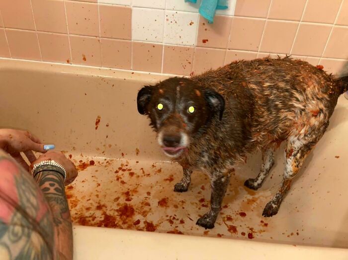 Dog covered in sauce in a bathtub, glowing eyes giving a cryptid appearance.