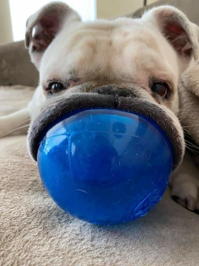 Bulldog with a blue ball covering its face, resembling a cryptid dog caught at the perfect moment.