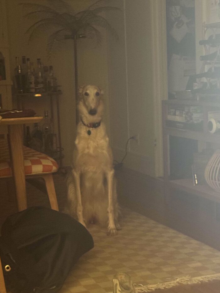 A dog sitting upright in a cozy room, resembling a cryptid with its elongated body and curious expression.