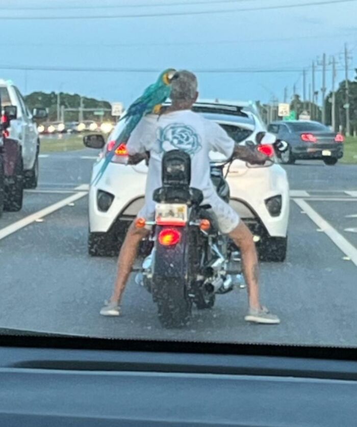 Man on a motorcycle with a large parrot on his shoulder, creating an interesting scene on the road.