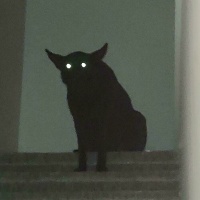 Dark silhouette of a dog with glowing eyes on stairs, resembling a cryptid dog in a dimly lit setting.