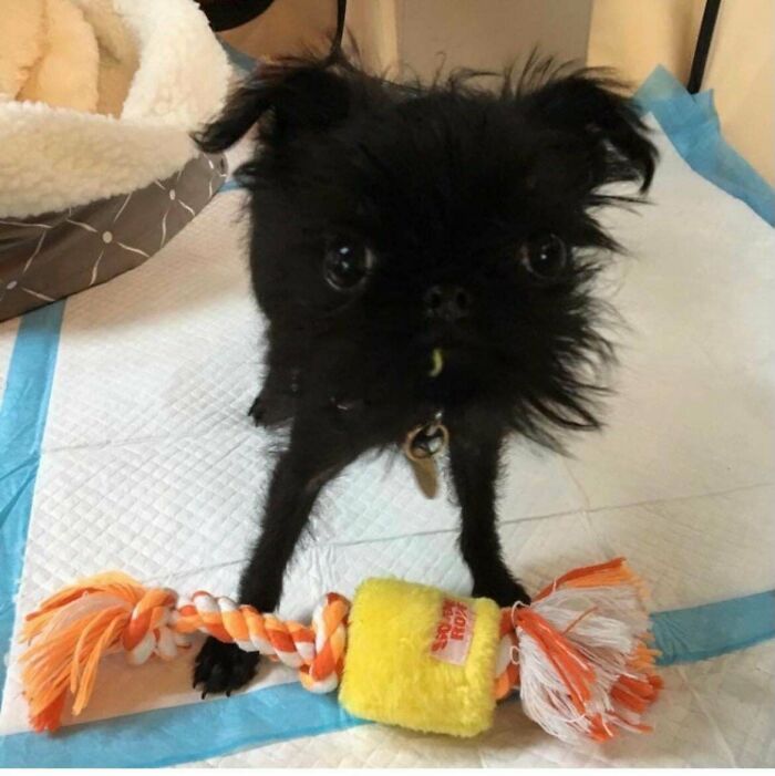 A small black dog with wide eyes looks up, standing on a mat next to a colorful rope toy, resembling a cryptid dog.