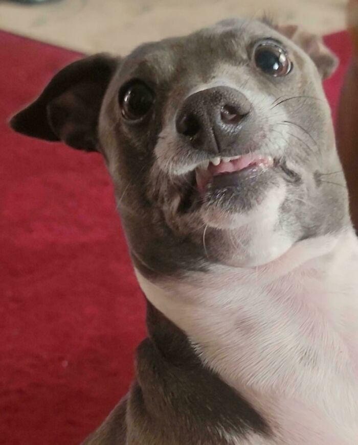 The Moment She Spotted Me. I Barely Escaped. (She Uses Human Blood To Dye The Carpet)