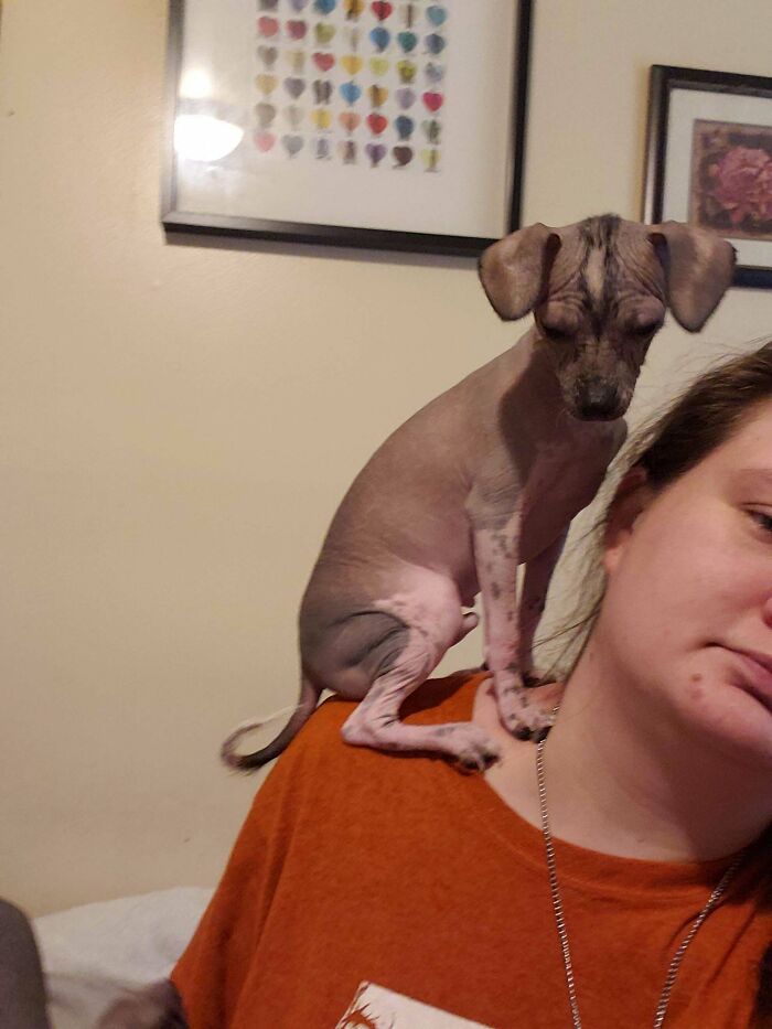 I Don't Have A Dog, I Have A Weird Naked Parrot