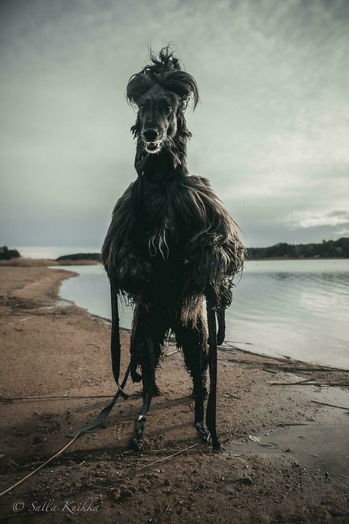 A majestic, wet dog stands on a sandy shore, resembling a cryptid creature with a wild mane and intense gaze.