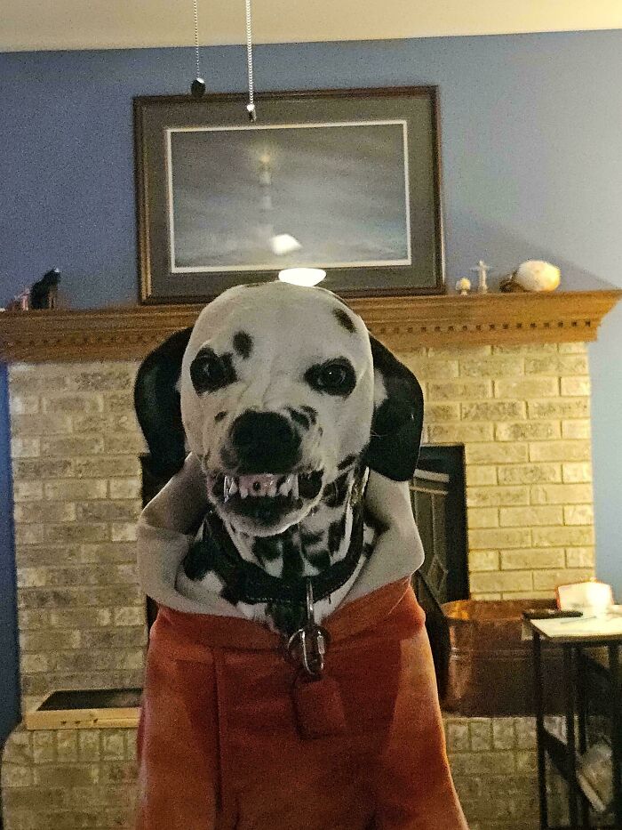 R/Dalmatians Told Me To Post This Here