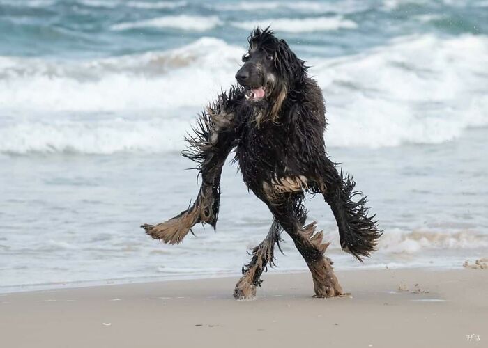 A dog running on the beach with wet fur, resembling a playful cryptid dog against the backdrop of waves.