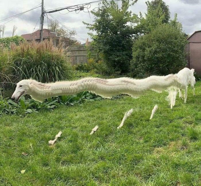 Cryptid dog with an elongated body captured mid-stride on a grass lawn, creating a surreal effect.