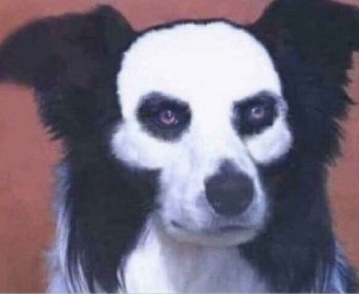 Dog captured at a unique angle, resembling a "cryptid" with dark markings around its eyes and ears, creating an unusual expression.