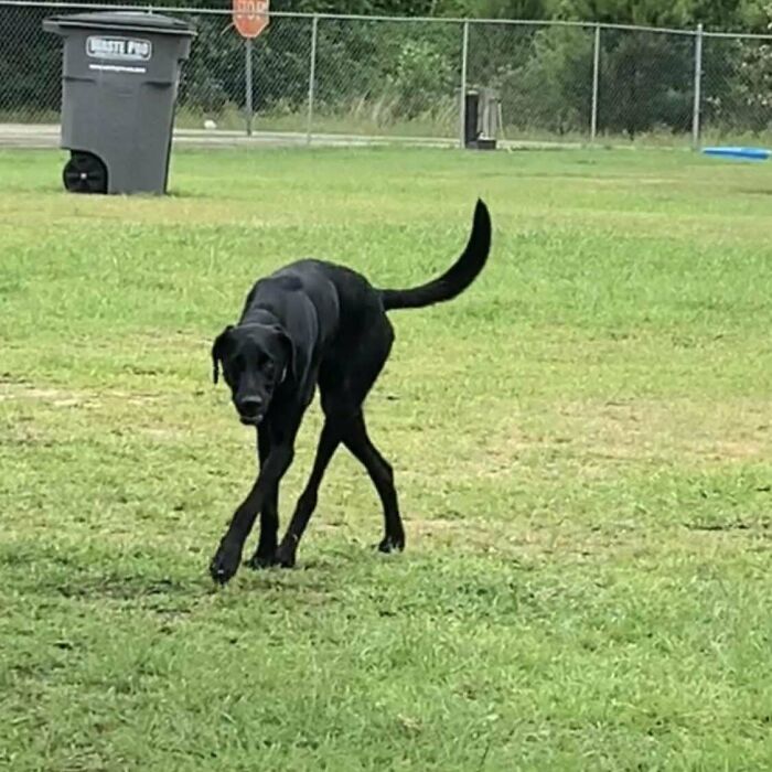 Cryptid dog captured mid-stride in a grassy park, resembling a mythical creature with an elongated body and tail.