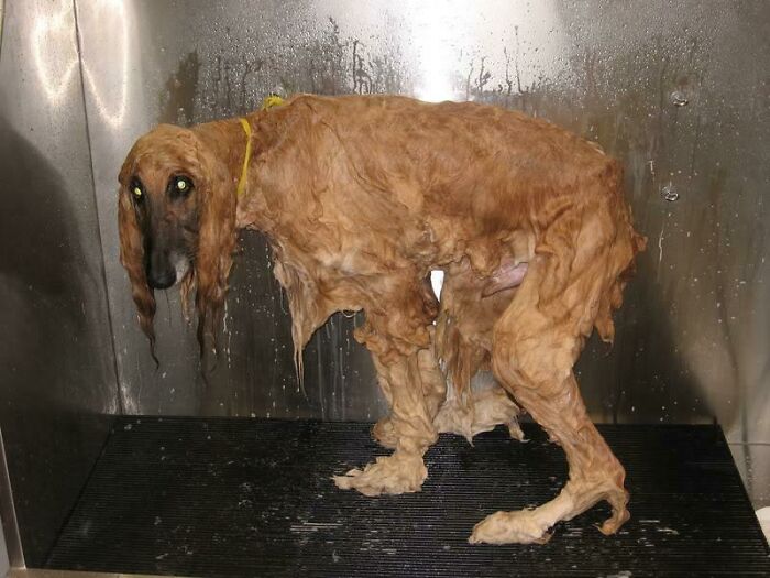 Wet dog's fur hanging down, resembling a cryptid dog, standing in a metal wash area.