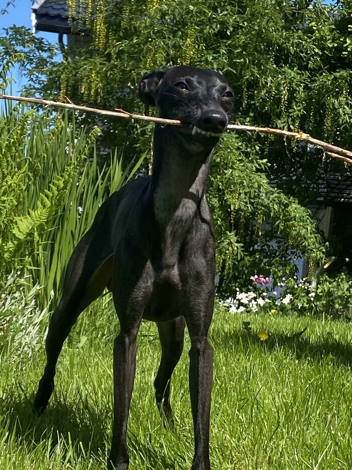 Dog holding a stick in its mouth, standing on grass with greenery in the background. Cryptid-like pose captured.