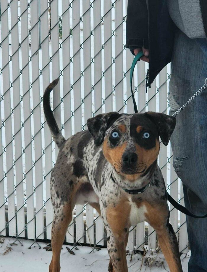 Spotted dog with icy blue eyes on a leash, resembling a cryptid creature, stands alert by a snow-covered fence.