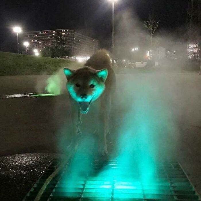 Dog standing over a green-lit grate, creating a cryptid-like appearance in a misty night setting.