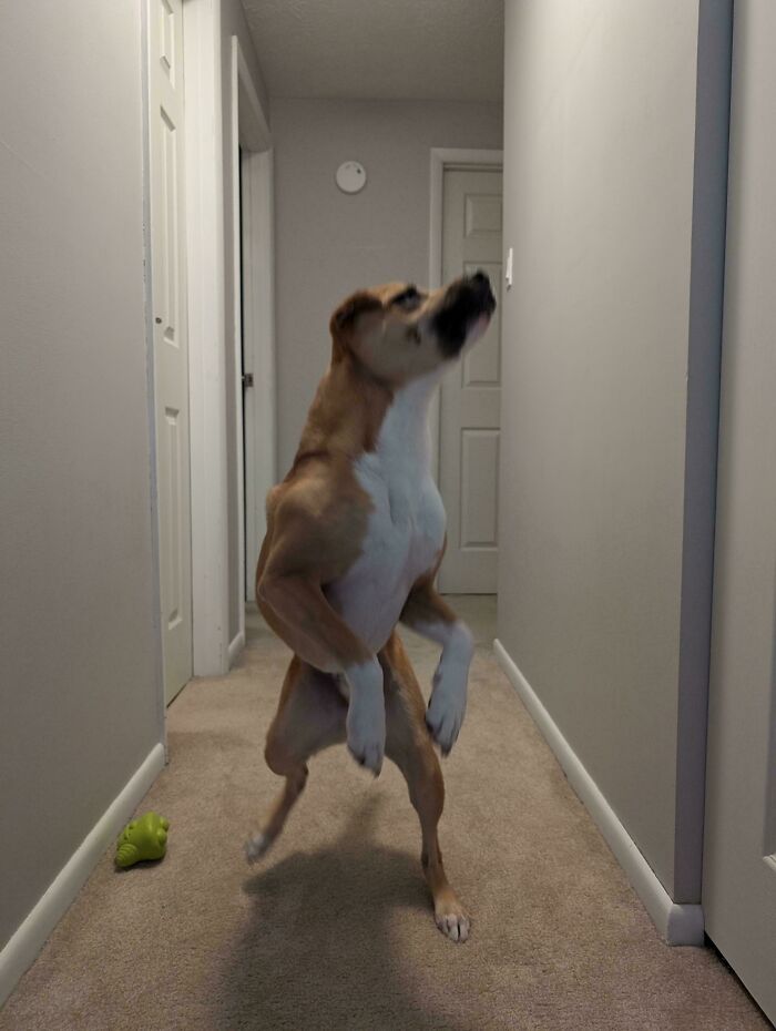 A dog captured mid-jump in a hallway, resembling a cryptid creature.