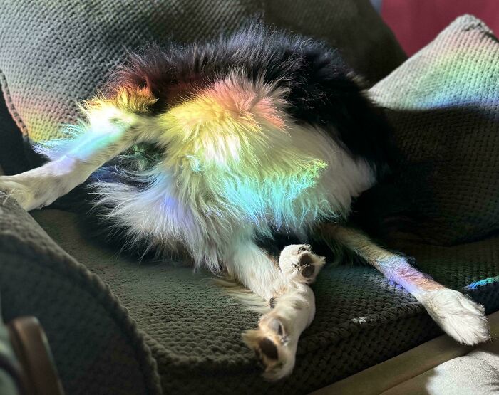 Rare Rainbow Biblically Accurate Limbs