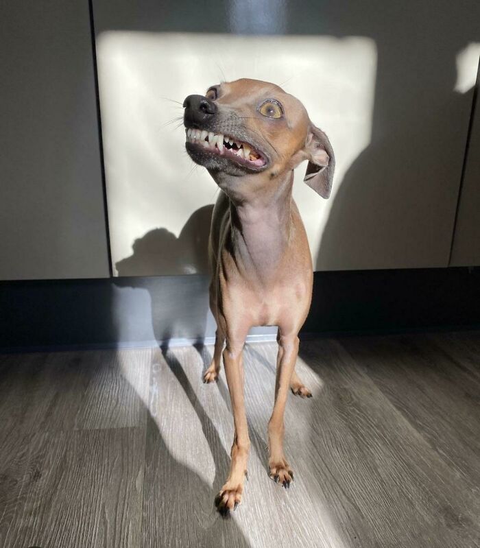 Dog resembling a cryptid captured at a funny angle, with eyes wide and teeth showing, on a sunlit floor.