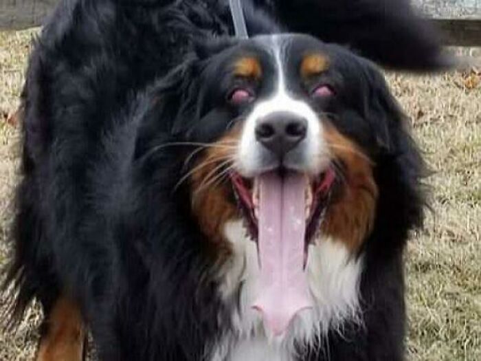 Fluffy dog caught with an unusually long tongue, resembling a cryptid dog, in a playful outdoor setting.