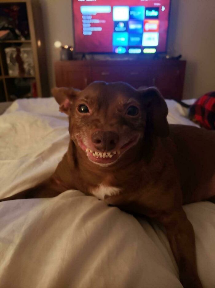 A dog smiling on a bed with a TV in the background, resembling cryptid dogs.