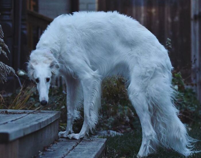 White dog resembling a mythical creature in a backyard setting, creating a "cryptid dog" moment.