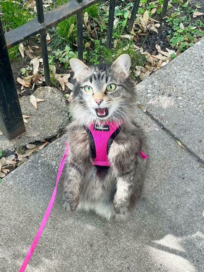 Pierogi Was Excited About Her First Walkie Of The Summer