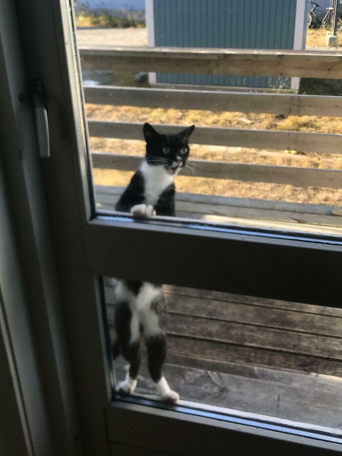 She Escaped Through An Open Window And Immediately Regretted Her Decision