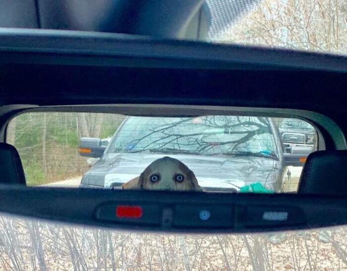 A dog with wide eyes peers over a car dashboard, captured perfectly like a cryptid dog in a rearview mirror.