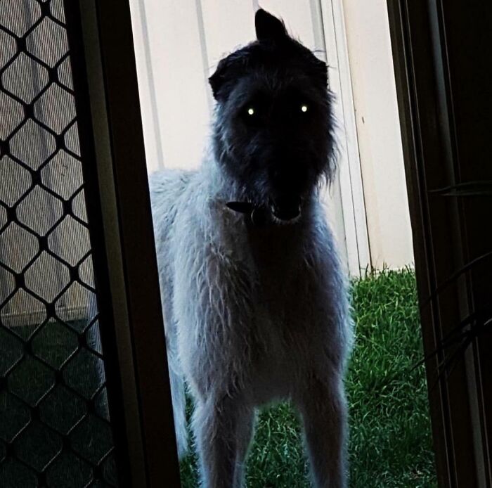 A cryptid-like dog with glowing eyes stands in a doorway, resembling a mysterious creature.