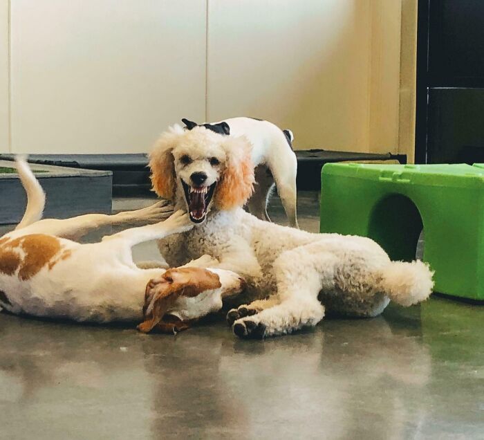 Three dogs playfully interact indoors, with one poodle displaying a wide, playful grin. Cryptid dogs' antics captured perfectly.