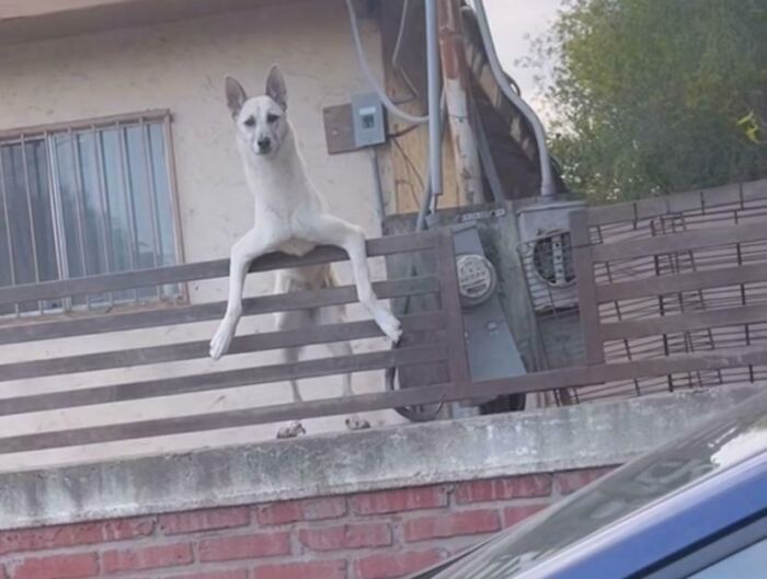 Cryptid dog perched on a fence, legs hanging over, creating an amusing and surreal scene.