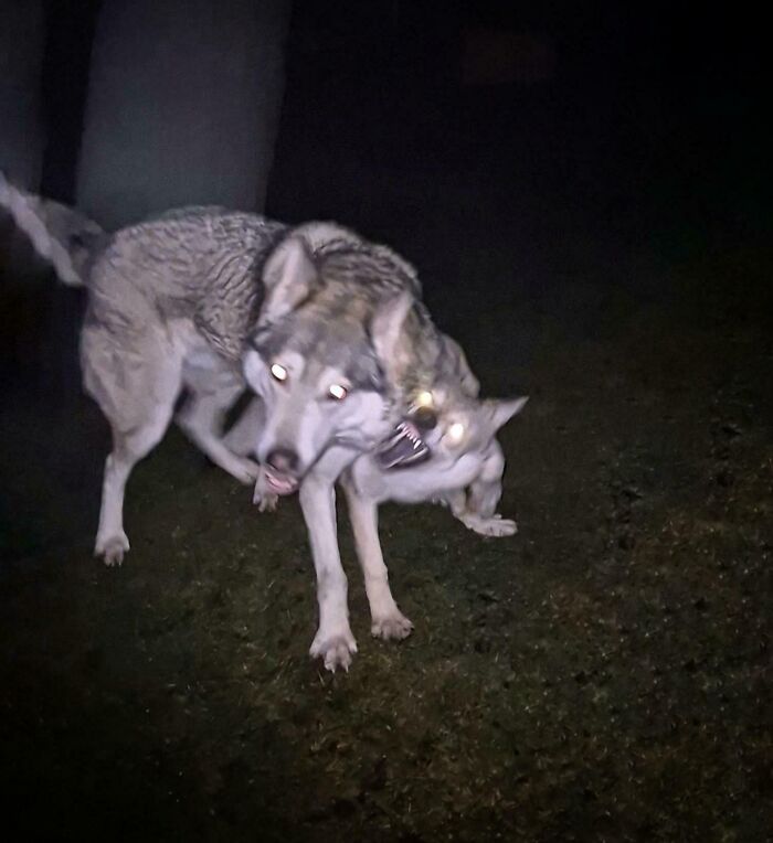 I Apparently Have Some Kind Of Tarantula-Cerberus Hybrid In My Backyard