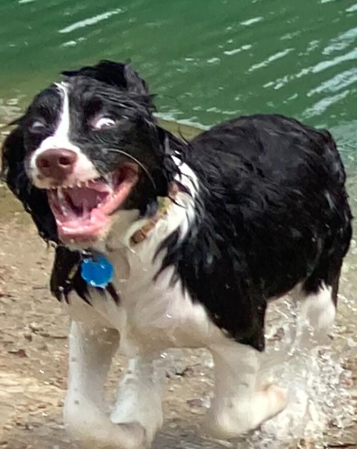 Blood For The Blood Gods! Sophie’s First Time At The Dog Park