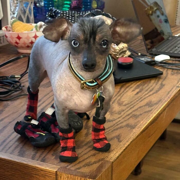 Cryptid dog wearing red plaid socks and standing on a wooden table with a quirky expression.